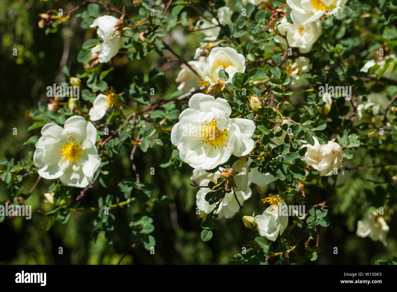 Rosa pimpinellifolia, la Burnett rose (noto anche come Scotch Rose), che è particolarmente associato con la Scozia, dove è tradizionalmente riferimento Foto Stock