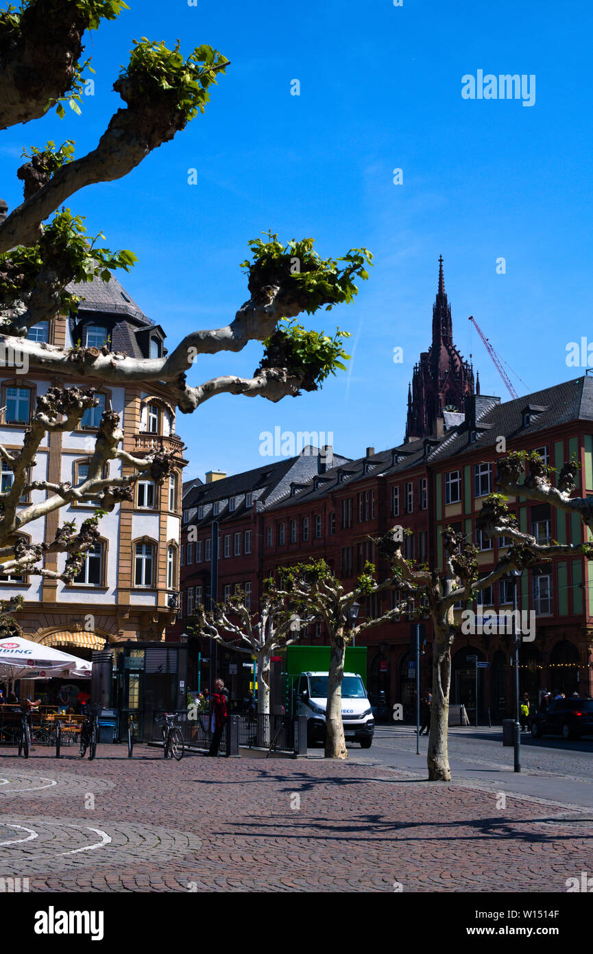 Alberi di platano pollarded a Hauptwache Plaza a Francoforte sul meno, Germania Foto Stock