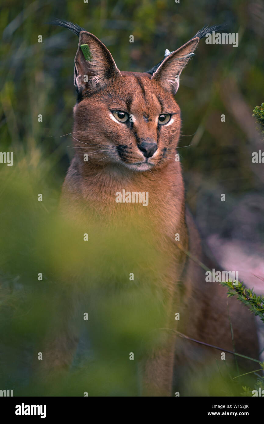 Caracal verticale 1 Foto Stock