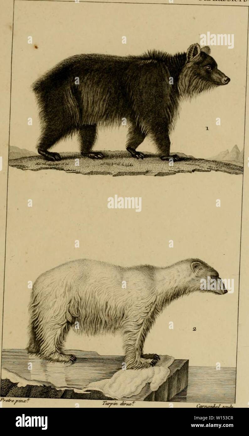 Immagine di archivio da pagina 108 di Dictionnaire des Sciences Naturelles, dans. Dictionnaire des Sciences Naturelles, dans lequel on traite méthodiquement des différens êtres de la natura, considérés soit en eux-mêmes, d'après l'état attuale de nos connoissances, soit relativement à l'utilité qu'en peuvent retirer la médecine, l'agricoltura, le commerce et les artes. Suivi d'une biographie des plus célèbres naturalistes . dictionnairedes07cuvi Anno: 1816 ZOOLOGIE. MAMMIFERES. r Calquas s ler;. ( 2.L 'ûrJlSjBL.4CCR de la mer orkoiale Foto Stock