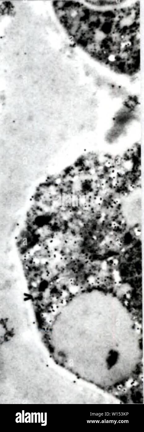 Immagine di archivio da pagina 109 di sviluppo dei metodi cytochemical per l. Sviluppo di metodi cytochemical per lo studio della parete ascospore biogenesis e maturazione . developmentofcyt00lusk Anno: 1991 cJ Foto Stock