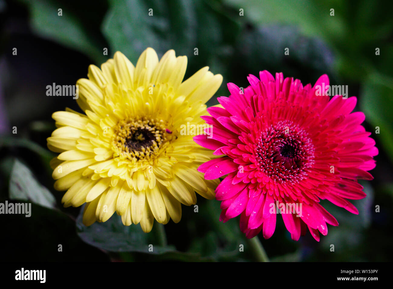 Giallo e Rosa isolato di immagini di fiori Foto Stock
