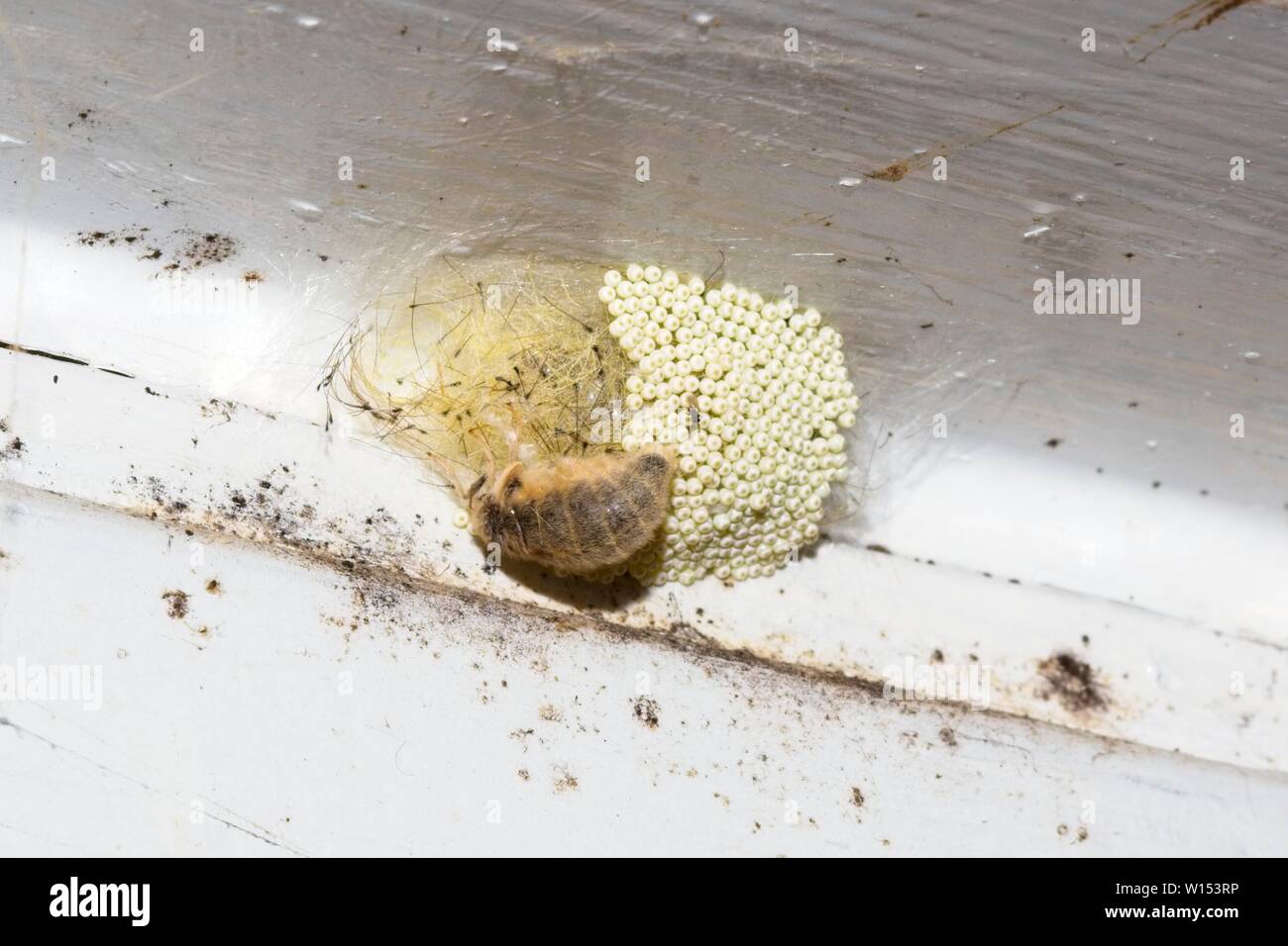 Femmina falena Vaporer (Orgyia antiqua) deposizione delle uova, East Sussex, Regno Unito. Foto Stock