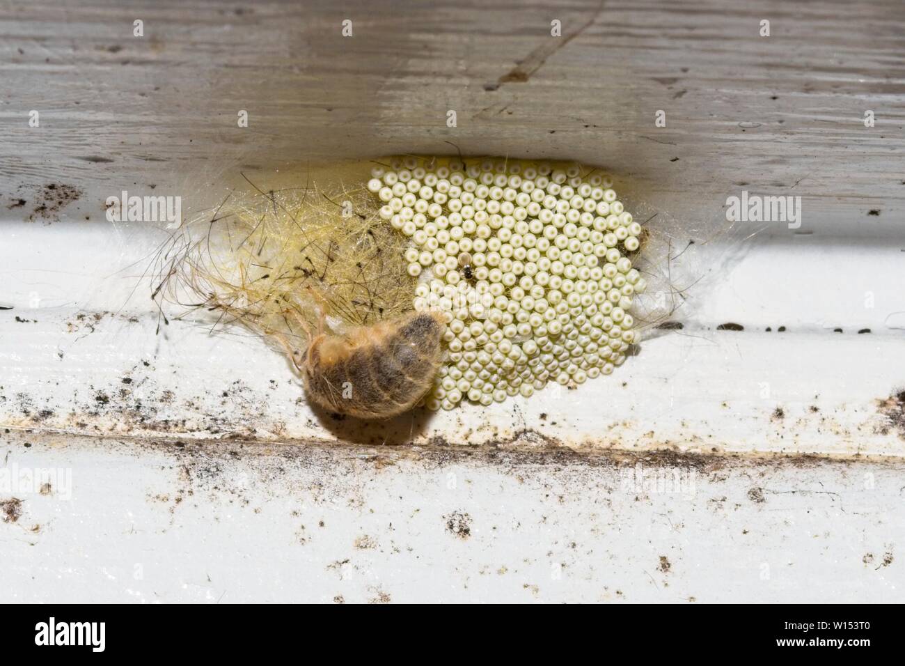 Femmina falena Vaporer (Orgyia antiqua) deposizione delle uova, East Sussex, Regno Unito. Foto Stock