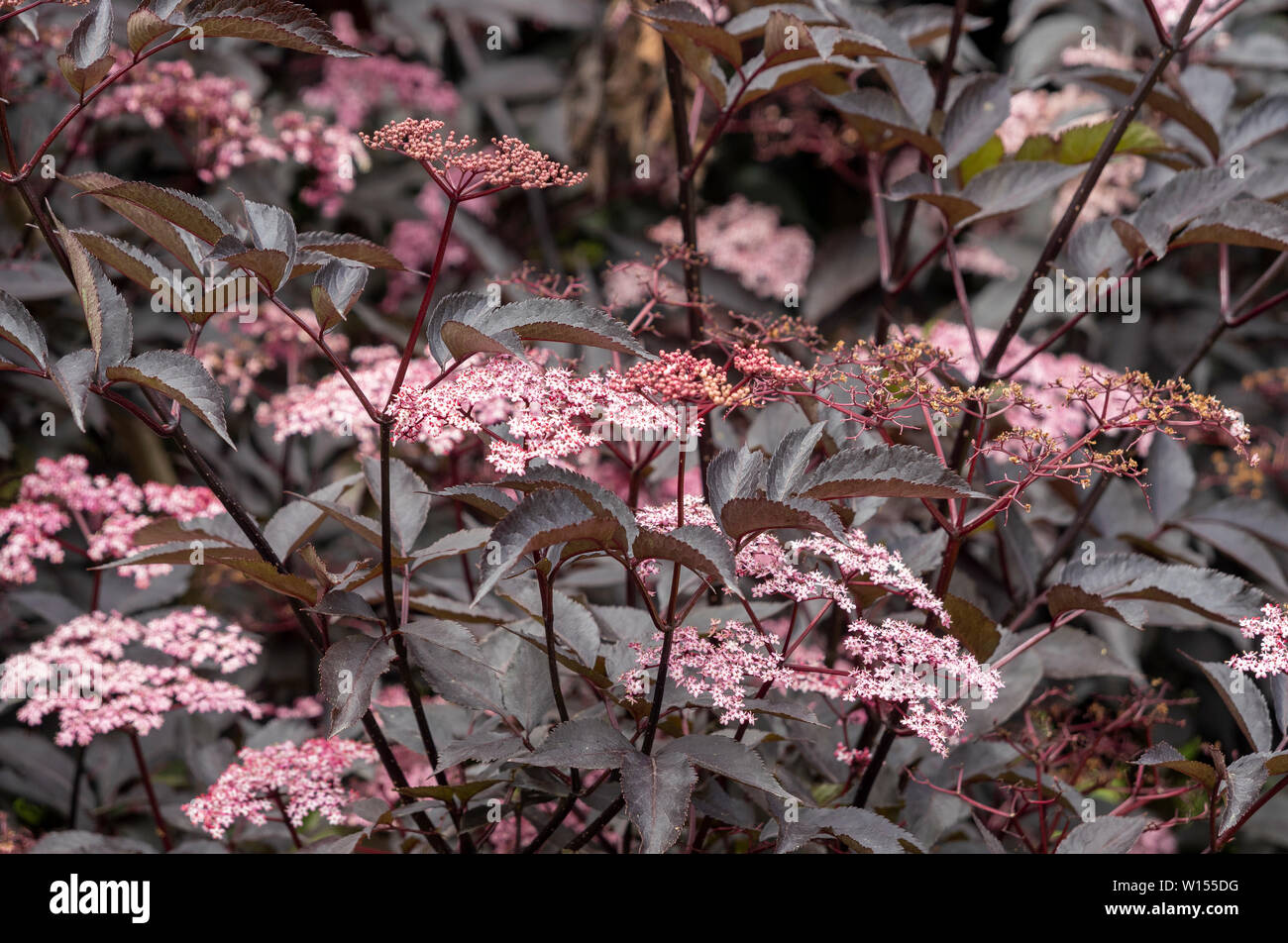 Fiori e fogliame di Sambucus nigra 'Black Lace" Foto Stock
