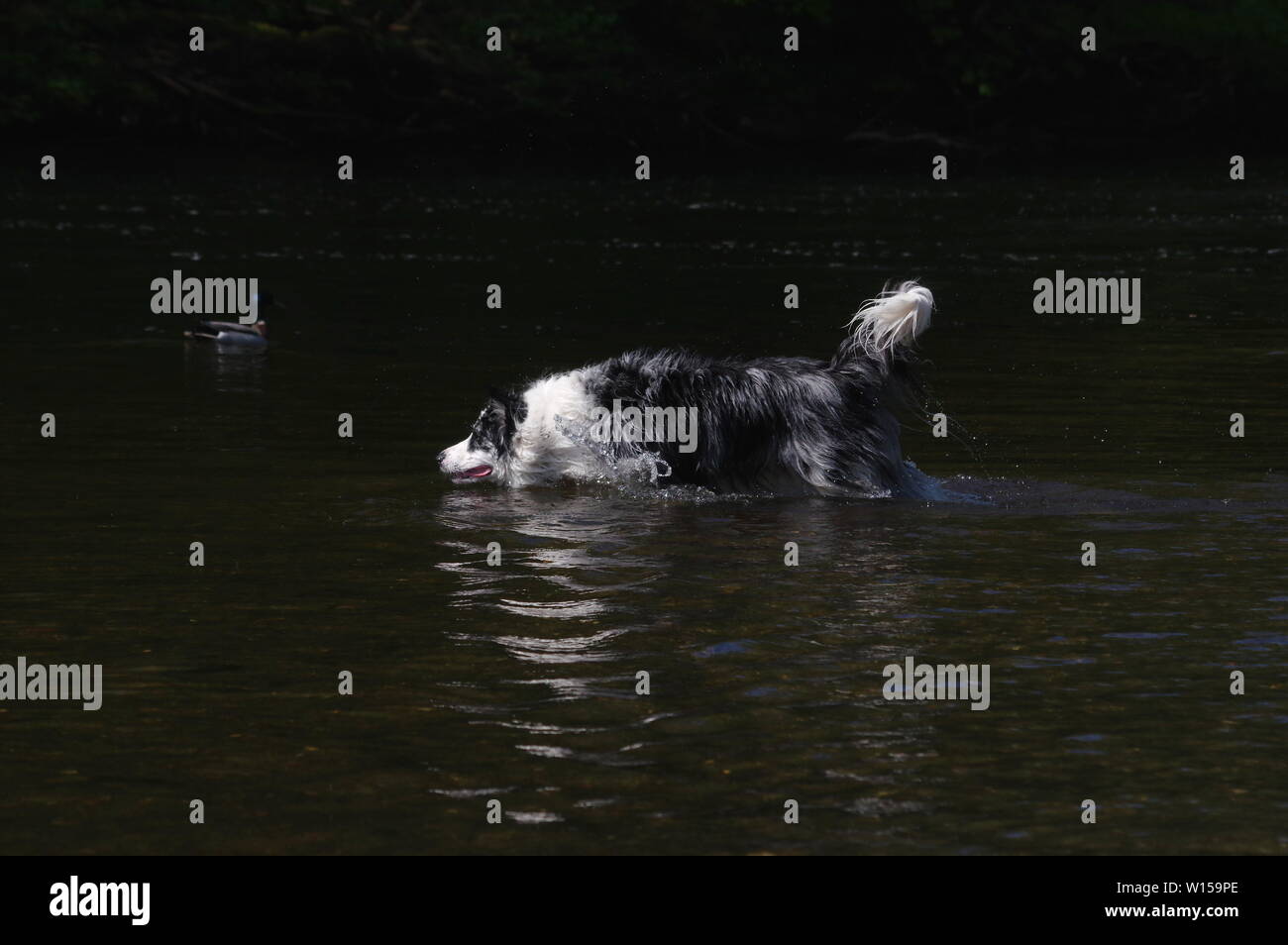 Border Collie giocando nel fiume Foto Stock