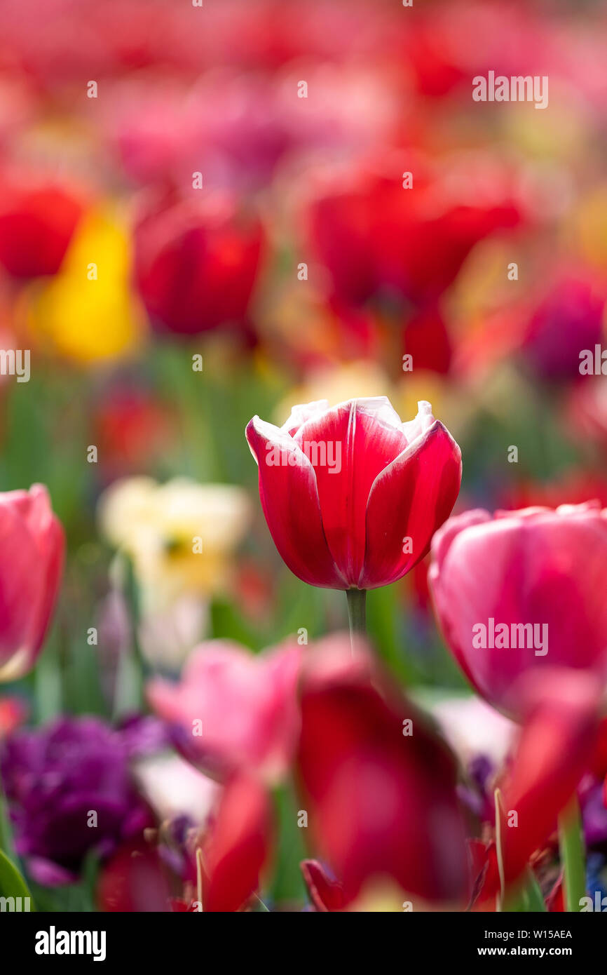 Tulipani di Amsterdam 1 Foto Stock