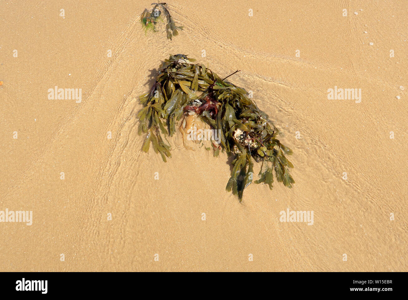 Un intrico di alghe sul bagnato spiaggia sabbiosa Foto Stock