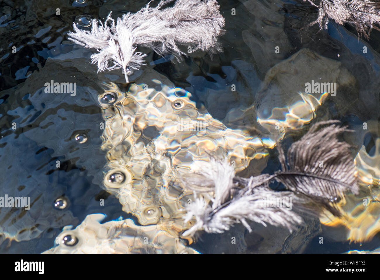 Bianco e Marrone di piume galleggiante su crystal clear acqua fredda con bolle di aria rocce sommerso sotto l'acqua Foto Stock
