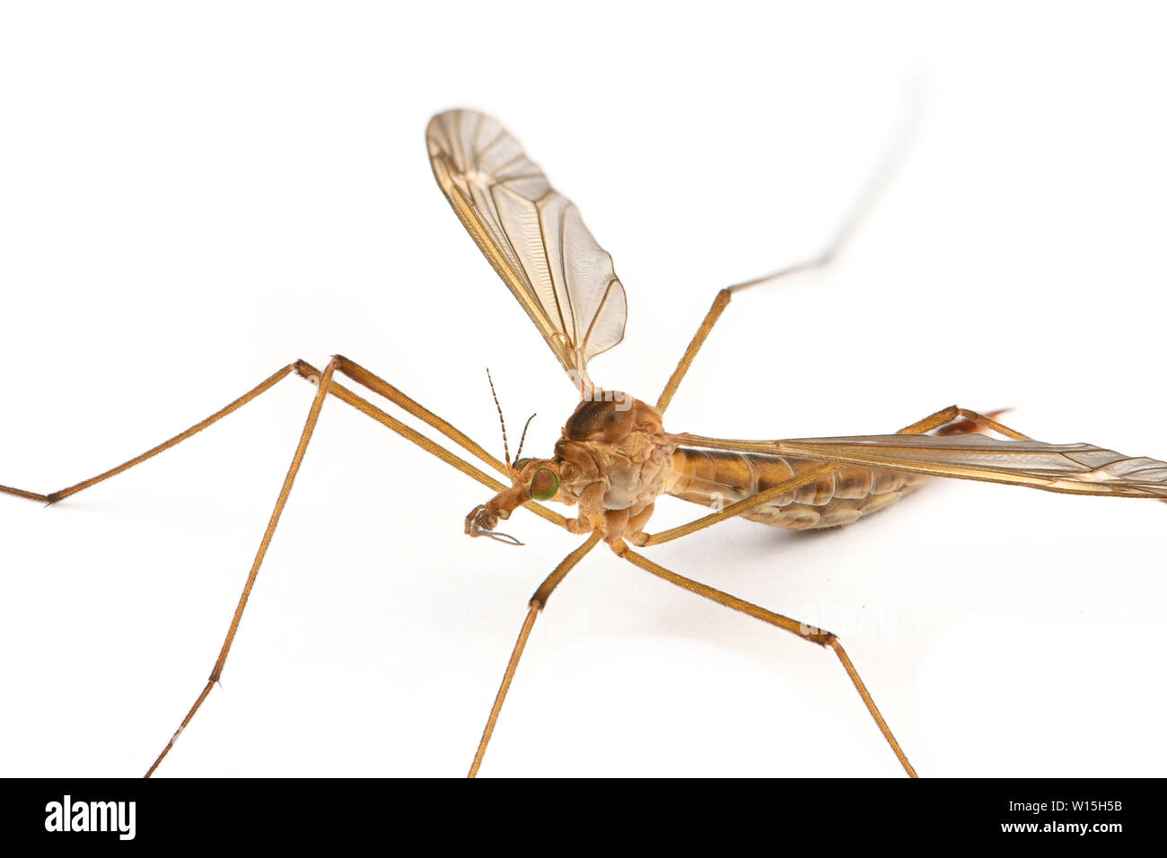 Cylindrotominae o lungo corposo craneflies isolati su sfondo bianco. Foto ad alta risoluzione. Foto Stock