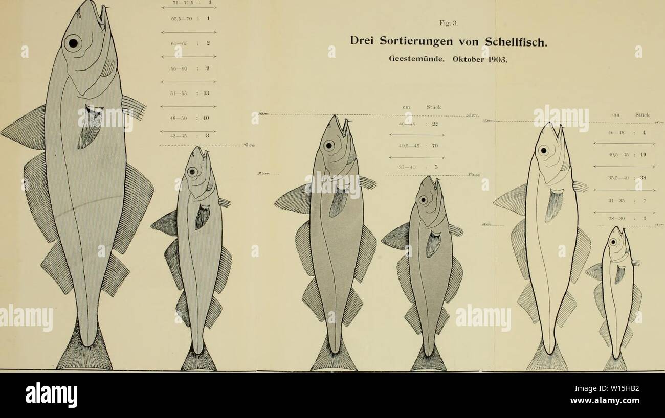 Immagine di archivio da pagina 152 di matrice deutschlands Beteiligung an der. Die Beteiligung deutschlands an der internationalen Meeresforschung: Bericht . diebeteiligungde1205deut Anno: 1903 cm StÃ¼ck ri'v--iv  . JVijvi.. 71â71.5 : 1 65,5â7(1 1 61â65 2 66â60 9 51â55 13 4Â"â50 10 Fii;. 3. Drei Sortierungen von Schellfisch. GeestemÃ¼Nde. Oktober 1903. cm StÃ¼c-k in StÃ¼ck 43â45 : 3 (Zu Berieht Henking r&GT;ri3j Schellfisch, 1. Sorte. -",; Der natÃ¼rlichon GrÃ¶Ãe. 21 Sm. Hanstkolm SzW. am 20. Oktober 1901) vom Dampfer âtreorg' gefangen. 90 Pfxtnd 39 bloccato (ausgenommeuj. Schellfisch, 2. Sorte. Â '; r Foto Stock