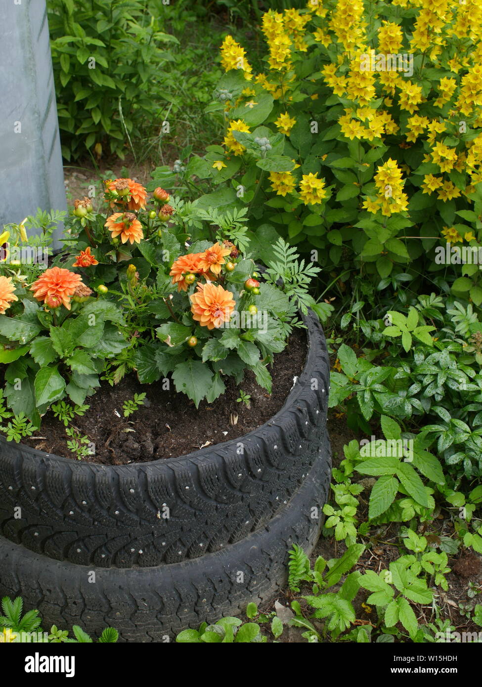 Blooming Fiore Dahlia bed di vecchi pneumatici per auto Foto Stock