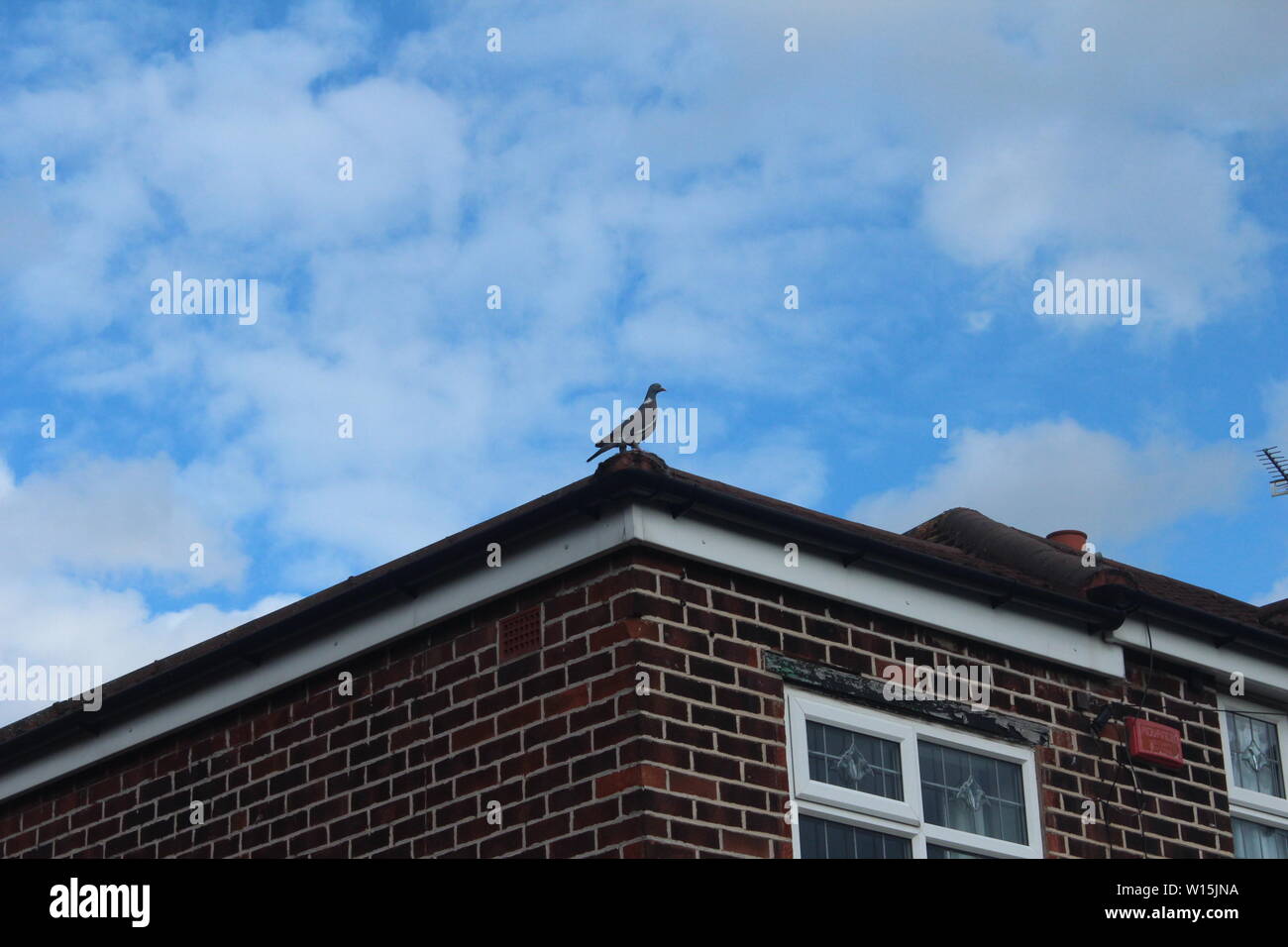 Pigeon sorgeva sull'angolo superiore della casa su una strada in una station wagon in una giornata di sole Foto Stock
