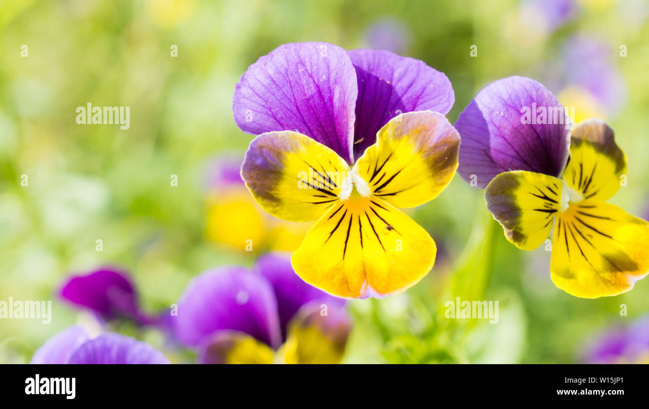 Viola, giallo, campo di violette giardino esterno Foto Stock