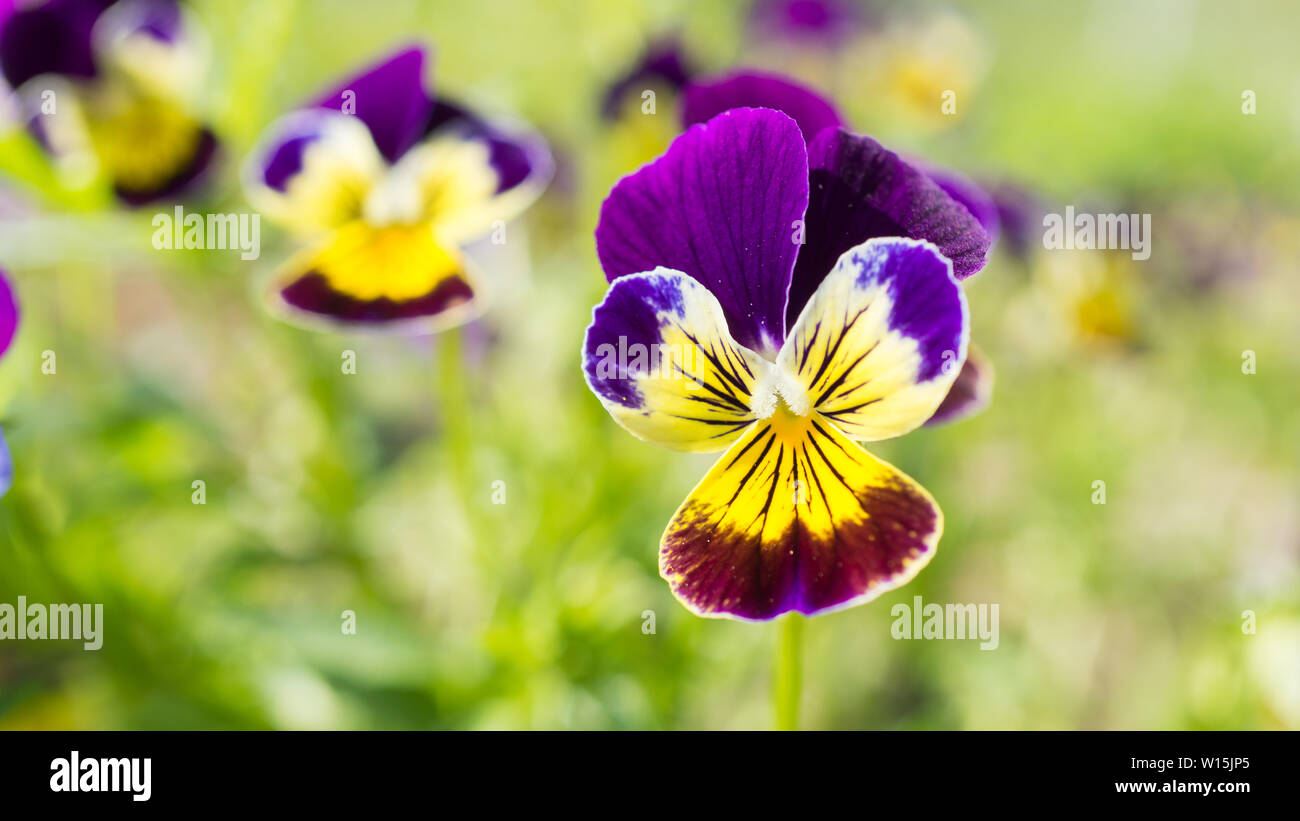 Viola, giallo, campo di violette giardino esterno Foto Stock