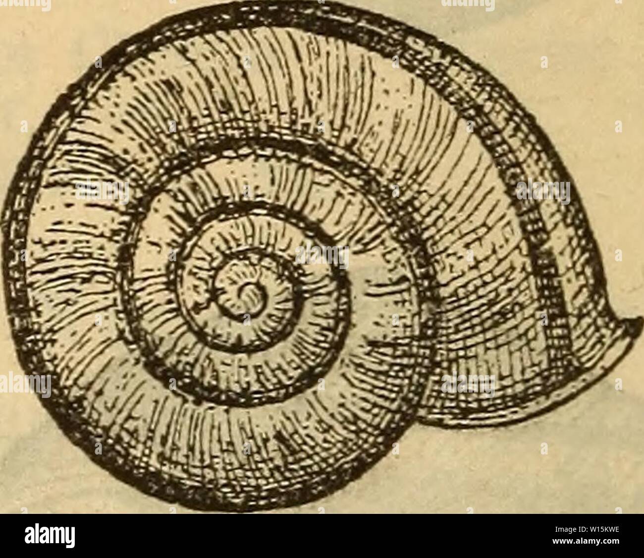 Immagine di archivio da pagina 163 di morire Mollusken-Fauna Mitteleuropa's (1884). Die Mollusken-Fauna Mitteleuropa . diemolluskenfaun22cles Anno: 1884 156 6. var. Anauniensis de Betta Mai. P. 53. - - Gredler Tirol p. 62. Anatomie: Schmidt Geschlechtsapp. p. 36 t. 8 f. 61. Gehäuse: kleiner, gedrückt, etwas durchscheinend, bräunlich, mit scharf markirtem, breitem, kastanienbraunem bande. Fig. 69. Foto Stock