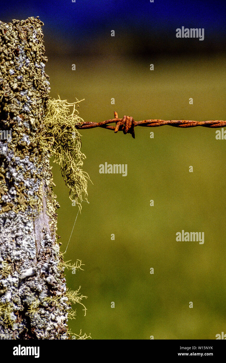 Nuova Zelanda, Isola del Sud. Vecchio palo da recinzione arrugginita e filo spinato. Foto: © Simon Grosset. Archivio: immagine digitalizzati da un originale di trasparenza. Prese Foto Stock