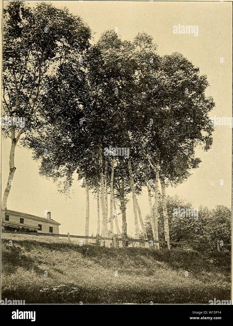 Immagine di archivio da pagina 172 di guida descrittiva per i motivi. Guida descrittiva per i motivi, gli edifici e le collezioni. Alberi nativi della valle del fiume Hudson . descriptiveguinewy Anno: 1909 Bui.io . N. Y. Bot. Gard. Vol. VII. Pl. 13; carta nuova di betulla Baltimore, Greene County, N. Y Foto Stock