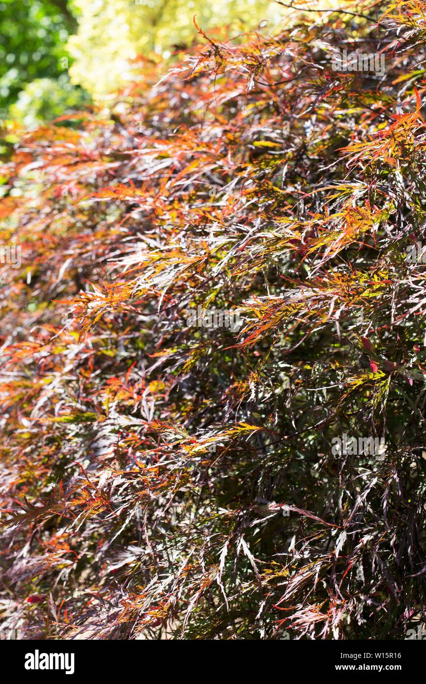 Acer palmatum var. dissectum "Drago Rosso' giapponese acero, vicino. Foto Stock