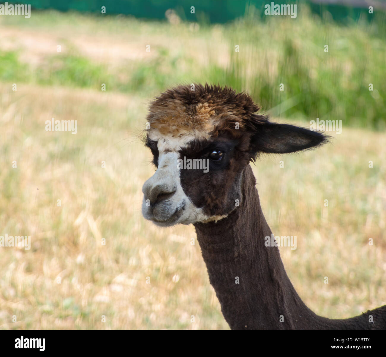 Carino vicino ritratto di un llama. Lama glama. Colore marrone scuro con faccia bianca. Foto Stock