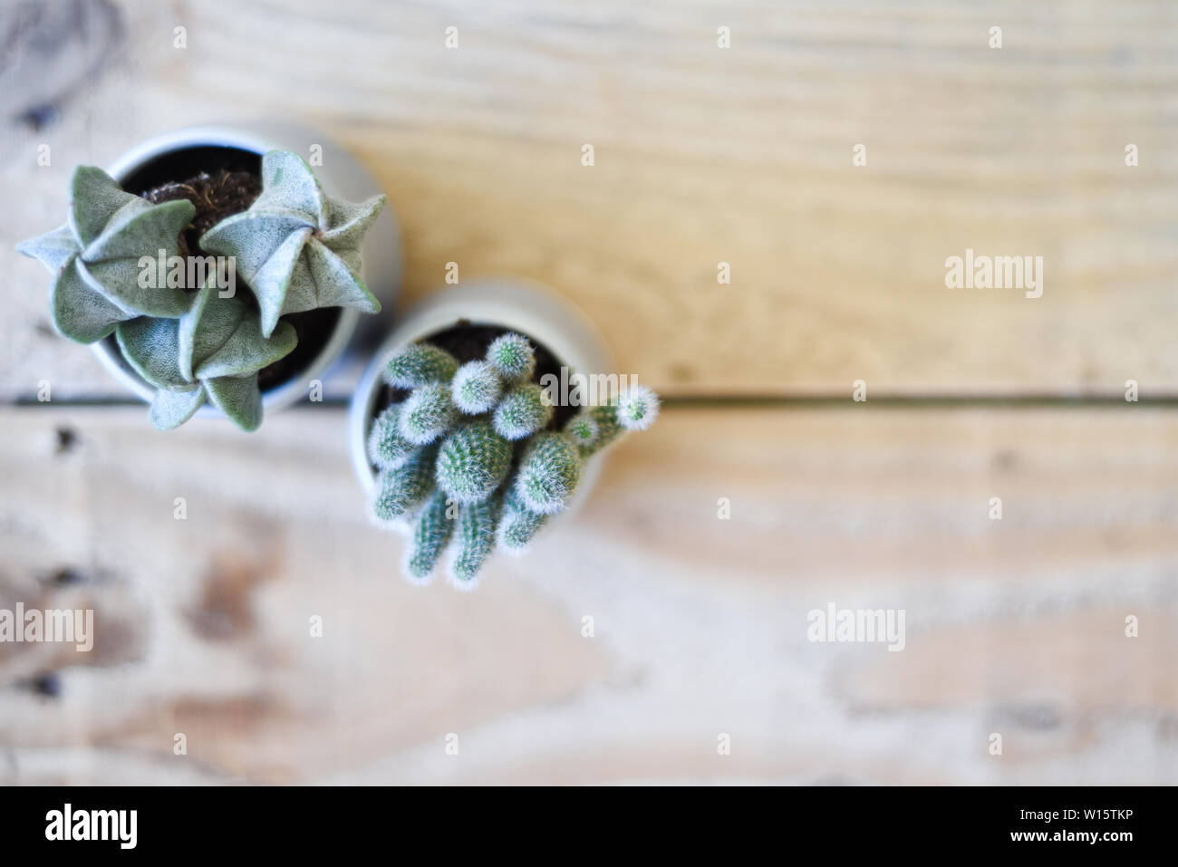 Vista aerea del cactus e piccole piante succulente su una tavola di legno scrivania in ufficio Foto Stock