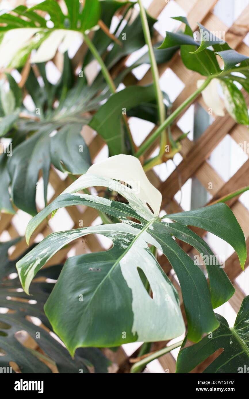 Monstera deliciosa 'Variegata' - variegato l'albero del pane messicano impianto. Foto Stock