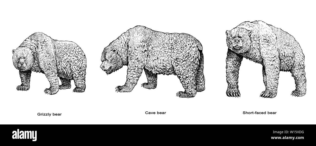 Orso grizzly, orso delle caverne e a breve di fronte bear illustrazione.  Recare il disegno Foto stock - Alamy