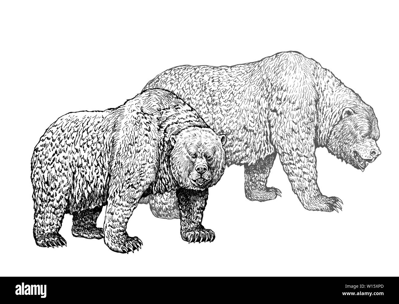 Orso grizzly famiglia. Bear disegno a inchiostro. Animali illustartion. Foto Stock