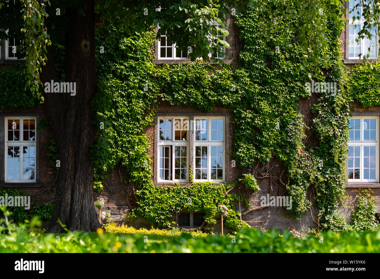 Il giardino e la casa con windows delle uve a Cracovia vicino al castello di Wawel, Polonia Foto Stock