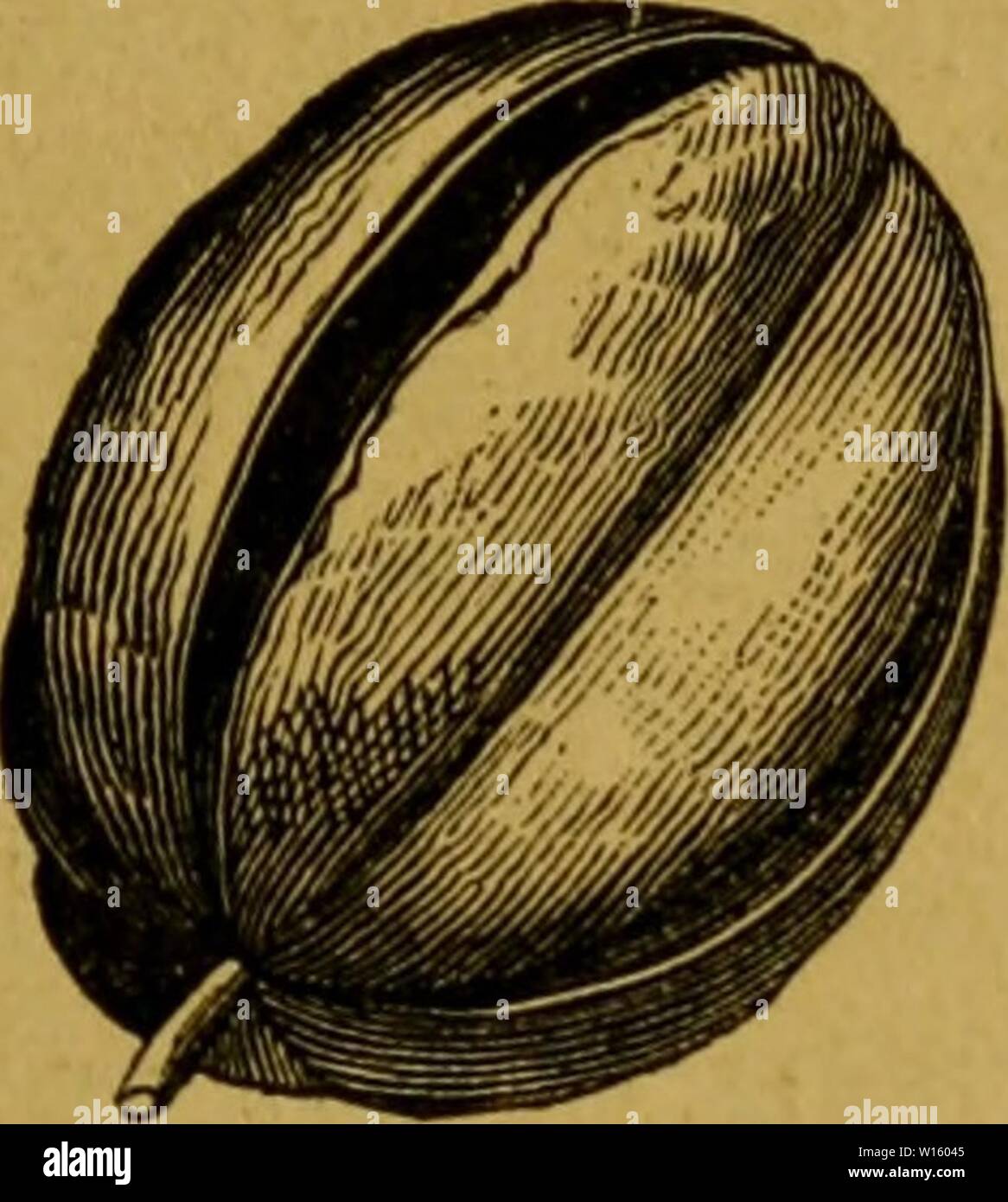 Immagine di archivio da pagina 196 di des plantes vénéneuses et des. Des Plantes vÃnÃneuses et des empoisonnements qu'elles dÃterminent . desplantesvn00corn Anno: 1893 des plantes VÃNÃNEUSES. i83 Les graines de la Jatropha prezzi par mÃgarde ou par l'ignoranza ont occasionnÃ des accidents trop souvent mortels; la raretÃ de ces graines en Europa est heureuse- mentunegarantie contre les empoisonnements qu'elles peuvent di determinazione. Il n'en est pas de mÃªme de leurs tourteaux qui ont concouru dans ces derniÃ¨res annÃes Ã falsificatore d'autres Foto Stock