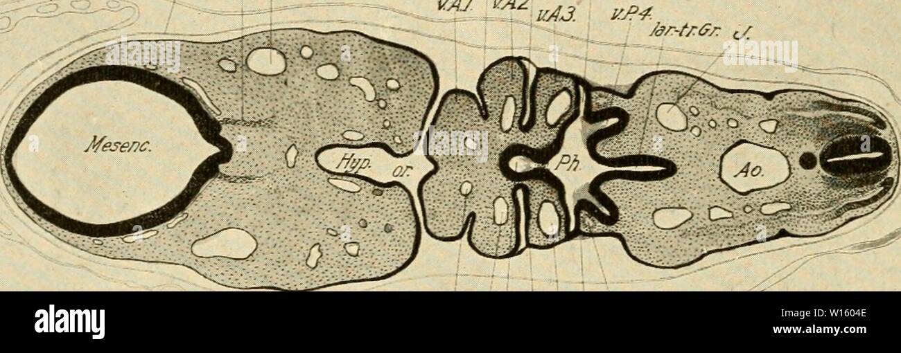 Immagine di archivio da pagina 195 di sviluppo del pulcino;. Lo sviluppo del pulcino; un introduzione alla embriologia . developmentofchi00lill Anno: 1908 176 lo sviluppo del pulcino un intermedio tratto libero. A circa il 26 s una fase di apertura (fessura) forma all'adesione dorsale, ma nessuno a ventrale; pertanto la prima fessura viscerale è limitata alla porzione dorsalmost della sacca (Fig. 100). Questa apertura si chiude attorno alla fine del quarto giorno; la parte ventrale della sacca poi si appiattisce e la porzione dorsale si espande verso l'alto verso la otocyst (Fig. 102). Il primo v Foto Stock