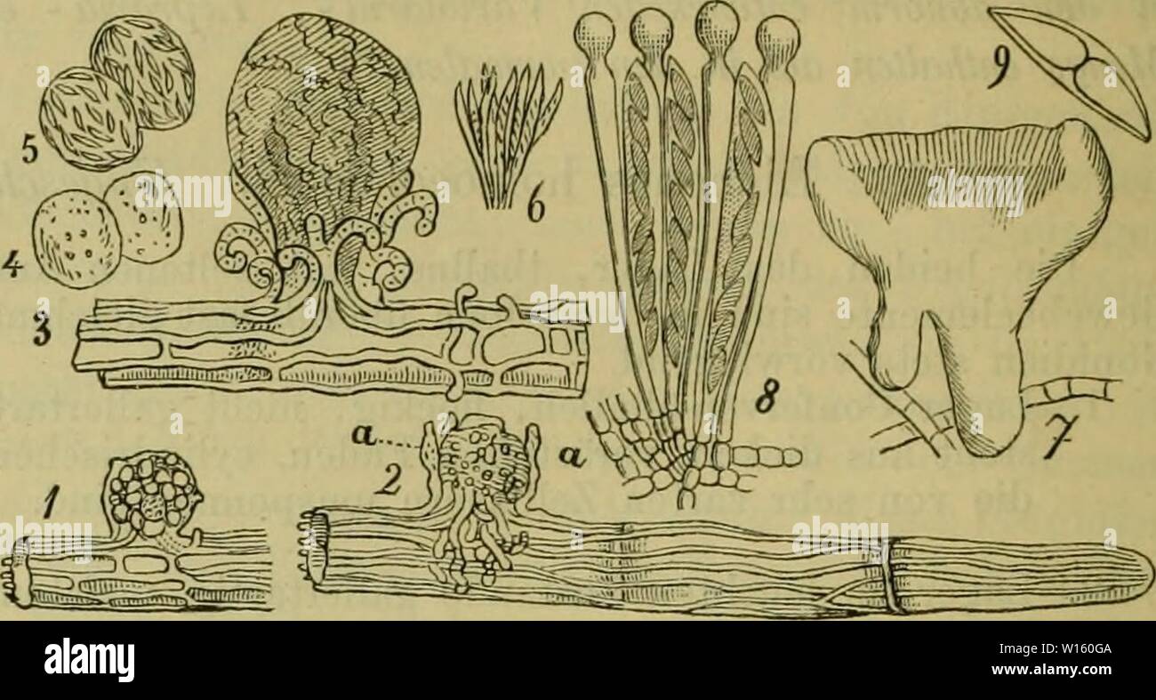 Immagine di archivio da pagina 197 di Deutsche Flora Pharmaceutisch-medicinische Botanik Ein. Deutsche Flora. Pharmaceutisch-medicinische Botanik. Ein Grundriss der systematischen Botanik zum Selbststudium für Aerzte, Apotheker und Botaniker . deutscheflorapha00kars Anno: 1880-83. Fig. 76. Coenoguniuin andinum. 1. Thallusstückclien mit Oogouiuui. 2. Dasselbe a. Polliiiodien. 3. Dasselbe mehr entwickelt. 4.und 5. Zellen aus dem Centrum eines ähnliclien, mehr entwickelten. 6. Junge Schlauch- und Paraphysen-Zeilen. 7. Apothecium mezza entwickelt. 8. Schläuche Reife und Saftfäden. 9. Saamen. Fig. 75. Ep Foto Stock