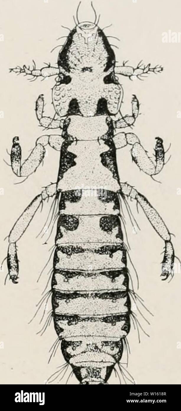 Immagine di archivio da pagina 200 di Deuxième expédition antarctique francaise (1908-1910). DeuxiÃ¨me expÃdition antarctique francaise (1908-1910) . deuximeexpdi1913bfran Anno: [1911- MALLOPHAGA. 193 liMi'd IVontal ; siifiii'c [v!'s ;iiil&LT;''i'i(Mir(', avec (Iciix soios de cIiikhic cntÃ', |)liis Ioniques chez le Q. IJaiidcs aiilriinali's noirÃ lrcs, rccoinlM'csoii dedans à la l'Osse antennale, arrÃ¨lÃes Ã la sutura ; entre elles, une soric d'cVusson blanchÃ¢tre, formÃ de bandes converfenles en arriÃ¨re, Ã bord antÃrieur controbattitore dentelÃ irrcmilicrcment. Il fossato anlenna!' piMi |ir(ifVinde Ã figlio Ix Foto Stock