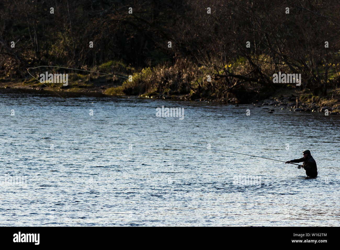 Salmone pescatore lancia fly line attraverso grande fiume in sera sunshine Foto Stock