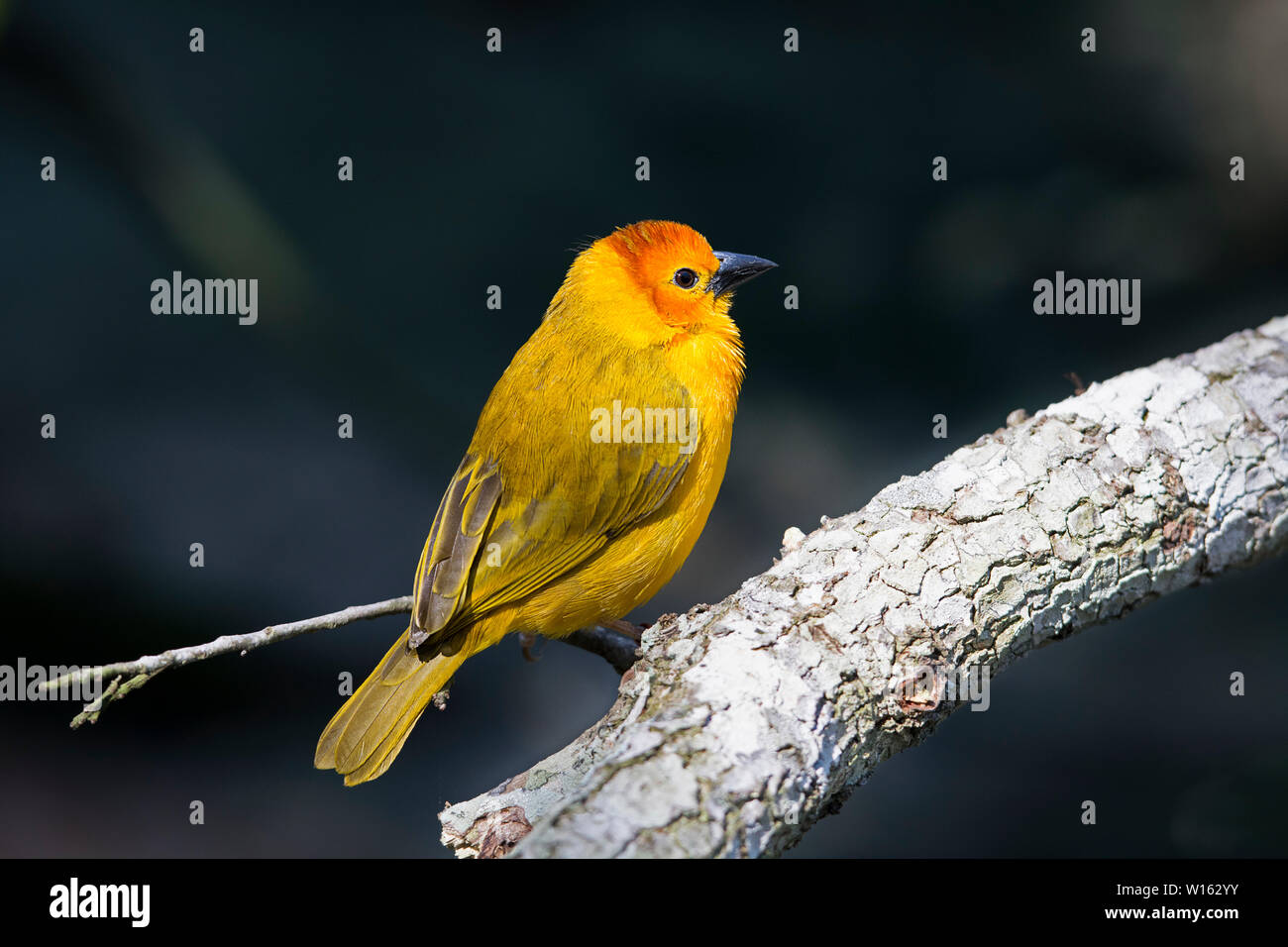 Taveta Weaver, Golden Taveta, Ploceus Castaneiceps Bird Foto Stock