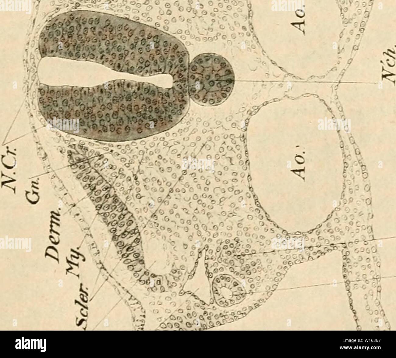 Immagine di archivio da pagina 206 di sviluppo del pulcino;. Lo sviluppo del pulcino; un introduzione alla embriologia . developmentofchi00lill Anno: 1908 Foto Stock