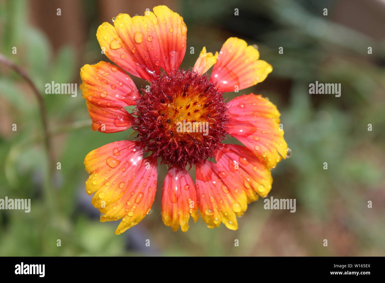 Indian coperta di fiori selvaggi Foto Stock