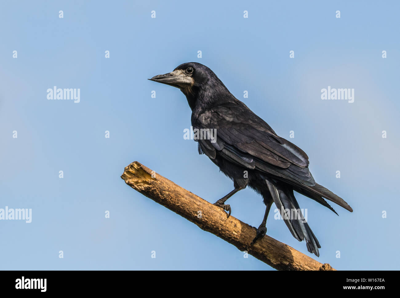 Rook, Corvus frugilegus, corvidae Foto Stock