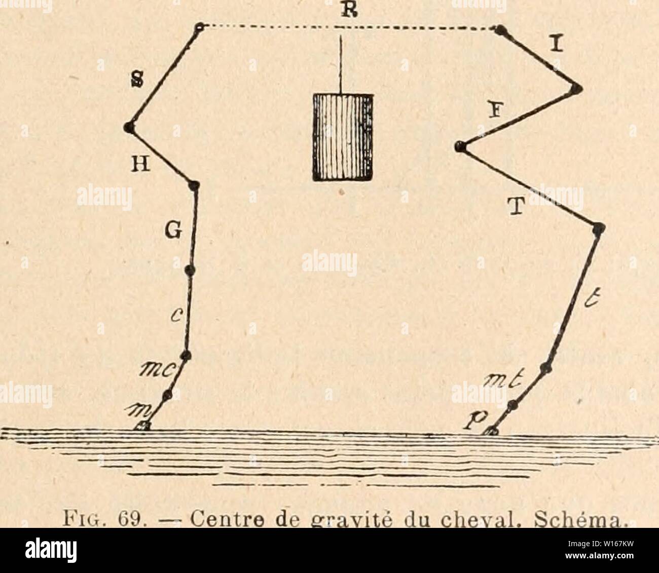 Immagine di archivio da pagina 226 del Dictionnaire de physiologie (1913). Foto Stock