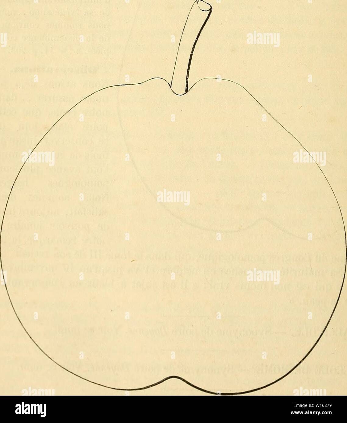 Immagine di archivio da pagina 229 di Dictionnaire de pomologie contenant. Dictionnaire de pomologie : contenant l'histoire, la descrizione, la figura di frutti des Anciens et des frutti modernes les plus connus gÃnÃralement et cultivÃs . dictionnairedepo002lero Anno: 1867 222 GIF âGIL Poire GIFFARD. Â Synonyme de BeurrÃ Giffard. Yoir ce nom. Poire GILETTE LONGUE. Â Synonyme deBÃ®anquet à longue queue. Voir ce nom. 545. Poire GILLES-O-GILLES. Synonymes. Â Poires: 1. De Livre des Bourguignons (Jean BAUHIN, avant 1588, Historia plan tarum- universalis, Ãdition de 1650, t. Ho, livre Ier, p. 53, nÂ° 49). Â Foto Stock