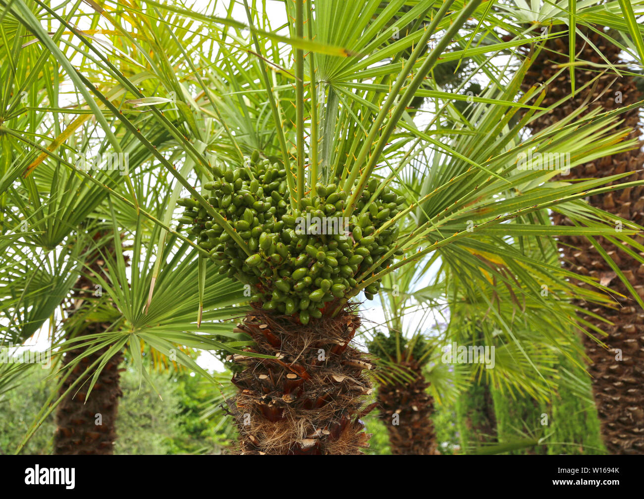 Chamaerops humilis, ventola mediterraneo Palm, Palm tree con rotonda verde piccoli frutti, con la forma di un ventaglio di foglie e tronchi di spessore Foto Stock