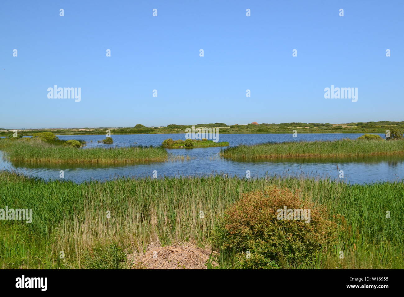 Fresche o acqua salmastra box, lagune e canneti a RSPB Dungeness, inizio estate. Una zona umida habitat per gli uccelli come il tarabuso, Capinere e buntings. Foto Stock