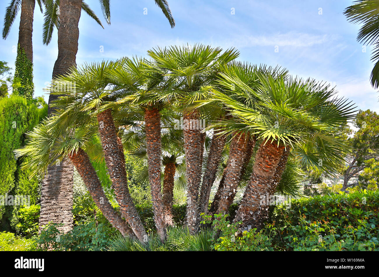 Chamaerops humilis, ventola mediterraneo Palm, Palm tree con rotonda verde piccoli frutti, con la forma di un ventaglio di foglie e tronchi di spessore Foto Stock