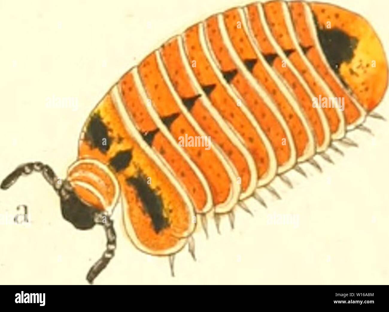 Immagine di archivio da pagina 238 di morire Myriapoden getreu nach. Die Myriapoden : getreu nach der Natur abgebildet und beschrieben . diemyriapodenget11koch Anno: 1863 Foto Stock
