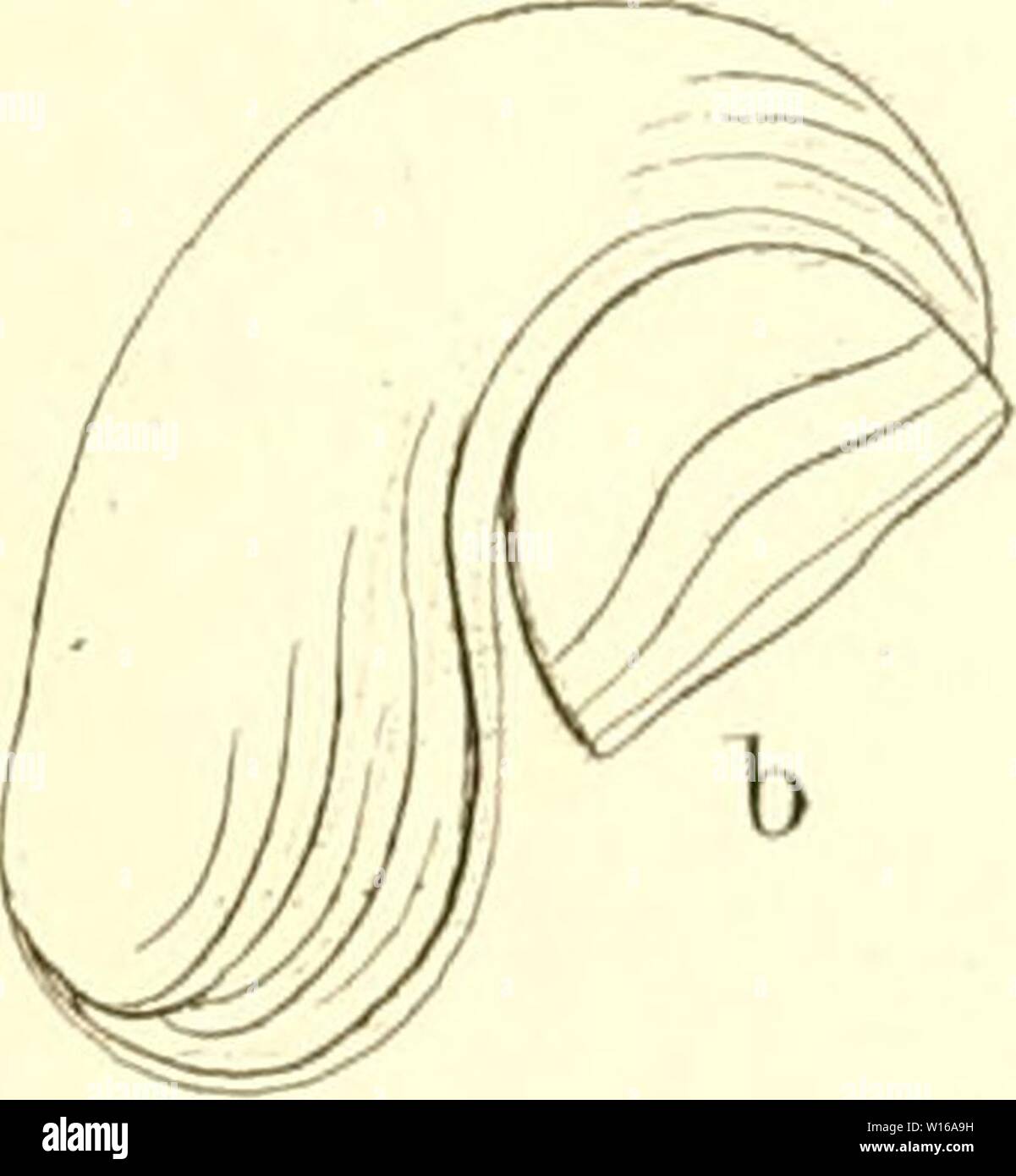 Immagine di archivio da pagina 238 di morire Myriapoden getreu nach. Die Myriapoden : getreu nach der Natur abgebildet und beschrieben . diemyriapodenget11koch Anno: 1863 Foto Stock