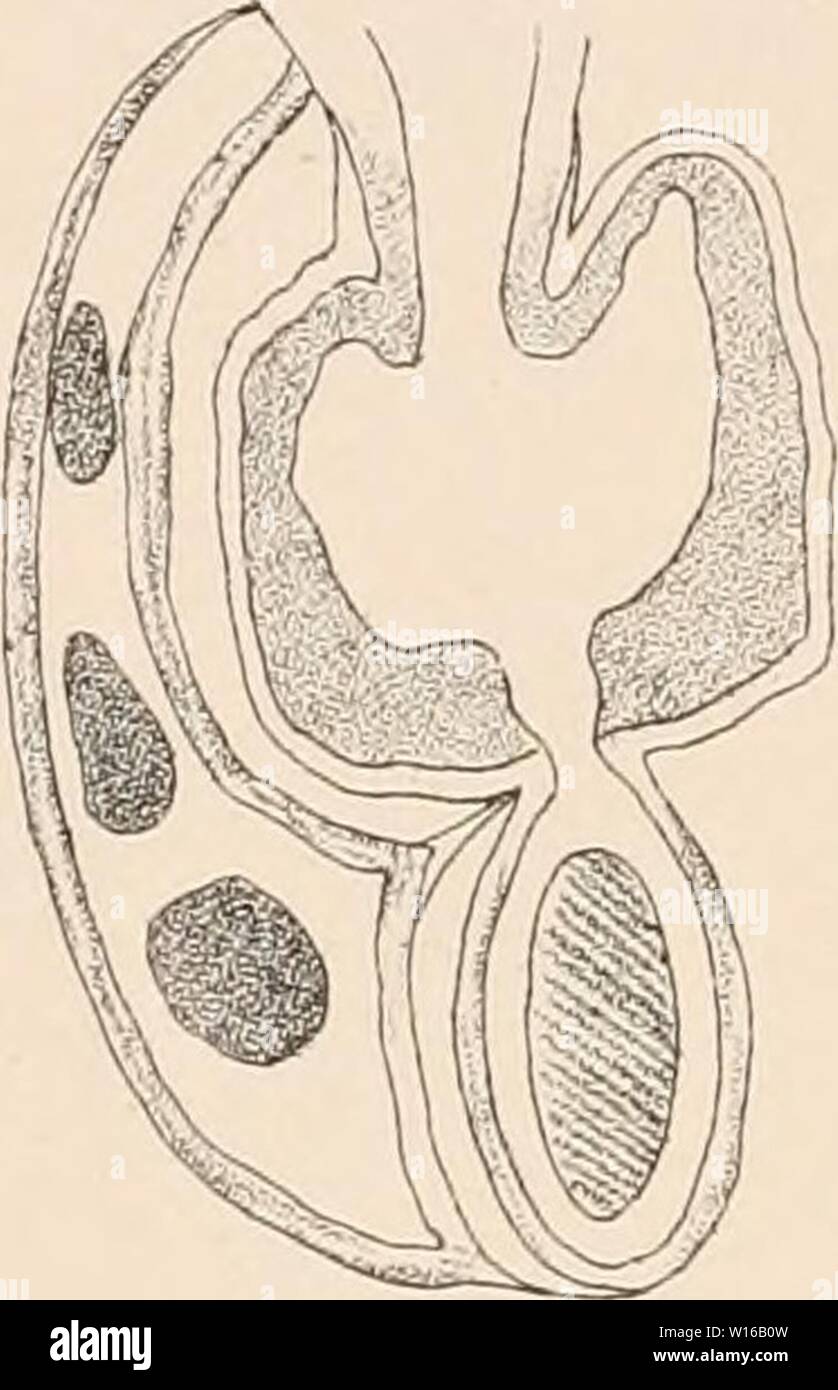 Immagine di archivio da pagina 244 del catalogo descrittivo della Tunicata. Catalogo descrittivo della Tunicata nel Museo Australiano, Sydney, N.S.W . descriptivecatal1899aust Anno: 1899 Fig. 6. Fig. 5. Foto Stock