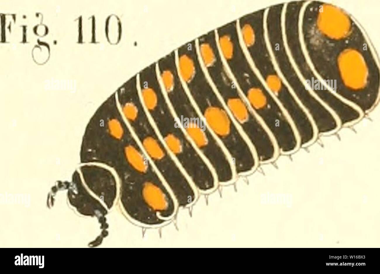 Immagine di archivio da pagina 248 di morire Myriapoden getreu nach. Die Myriapoden : getreu nach der Natur abgebildet und beschrieben . diemyriapodenget11koch Anno: 1863 Foto Stock