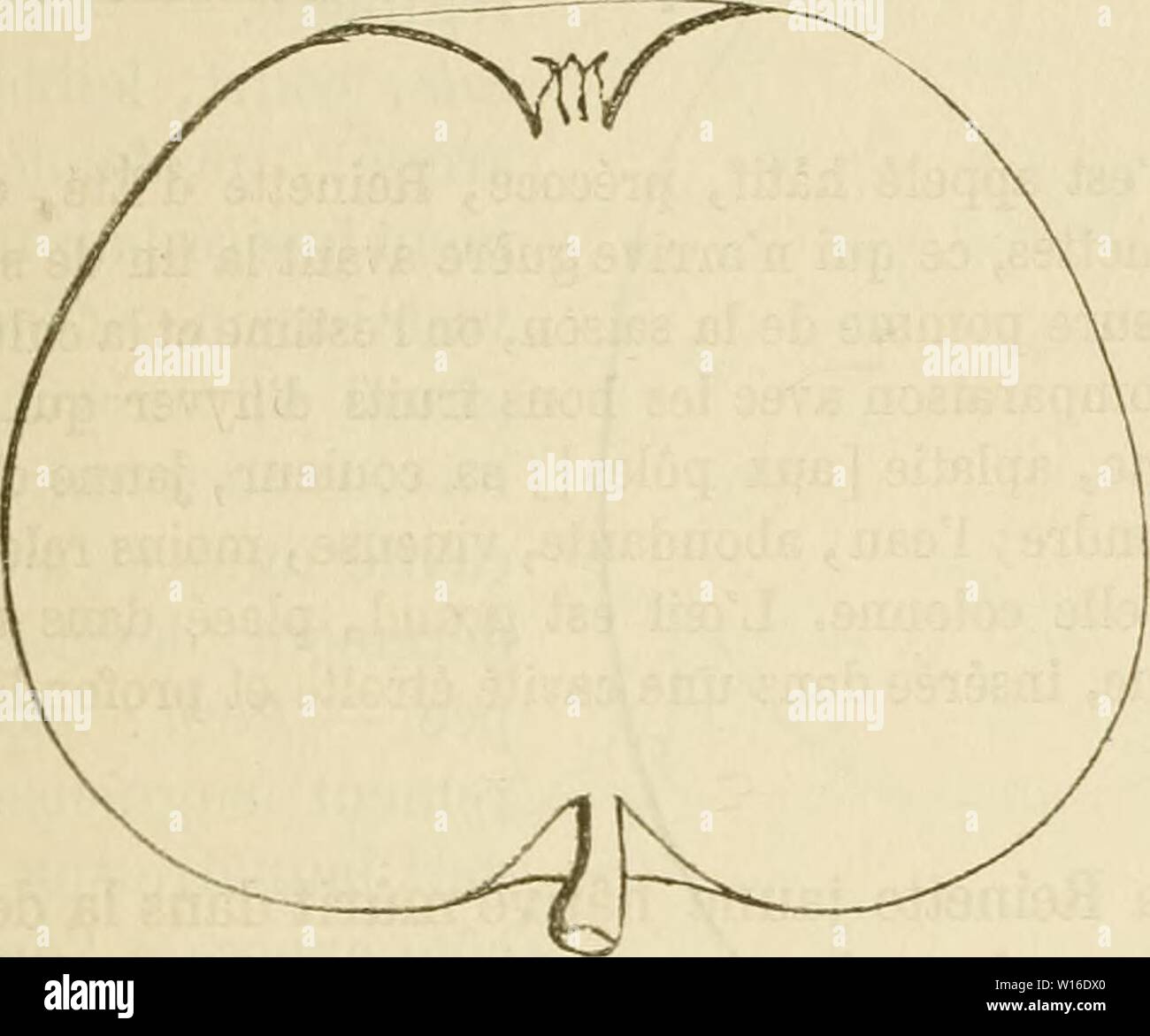 Immagine di archivio da pagina 262 di Dictionnaire de pomologie, contenant l'histoire,. Foto Stock