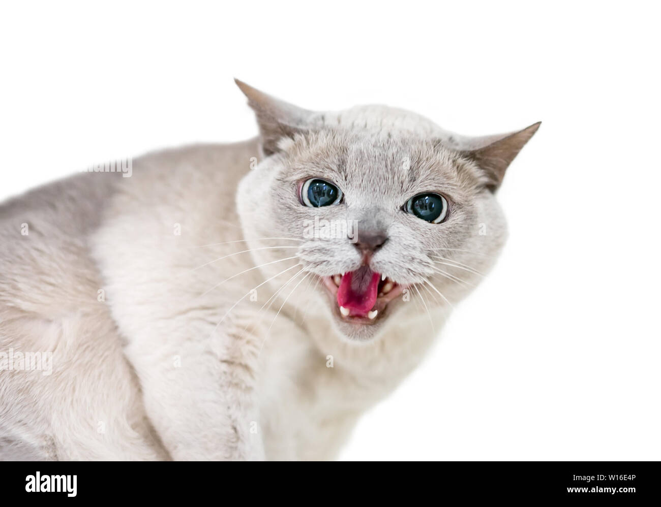 Un arrabbiato Tonkinese gatto sibila Foto Stock
