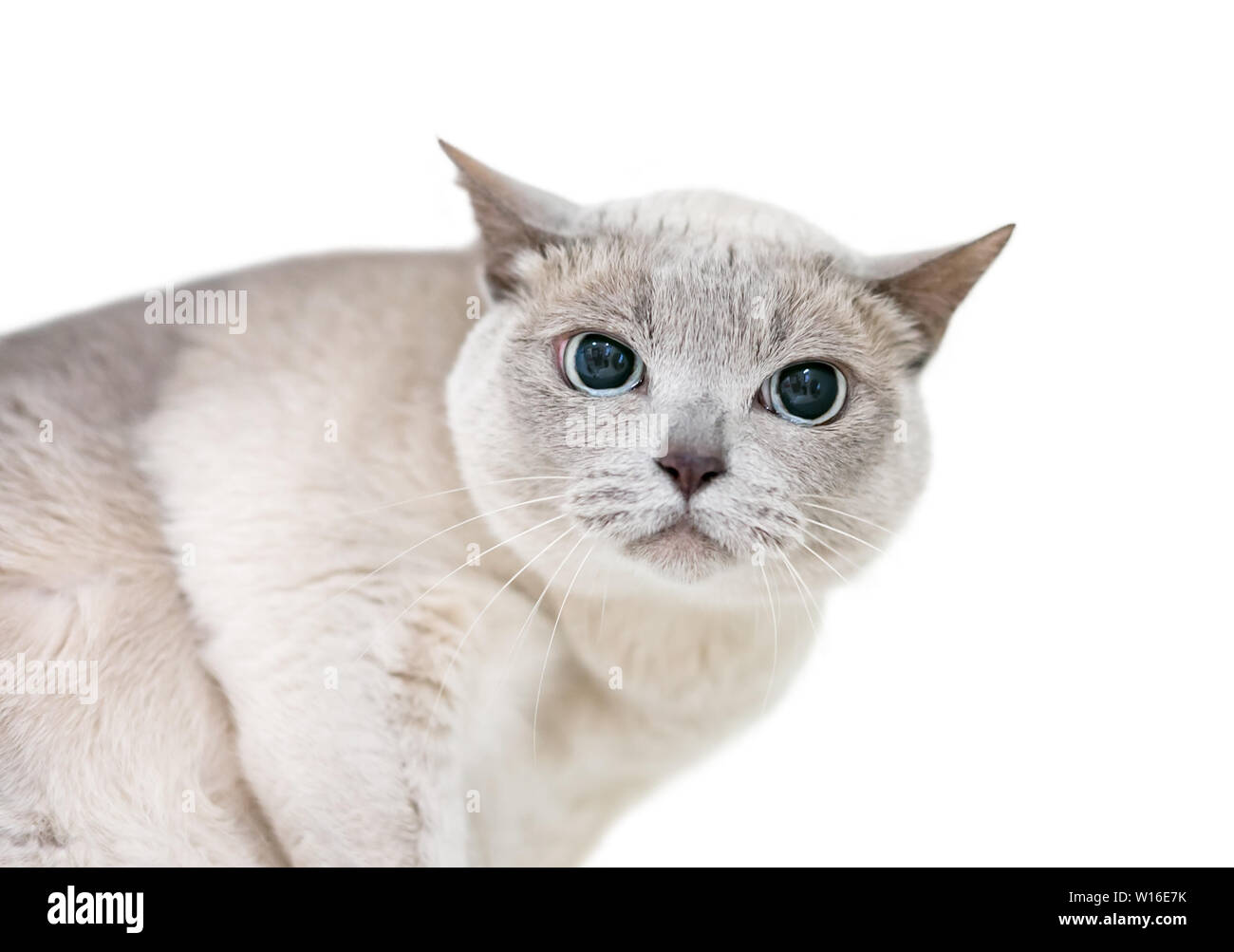 Un gatto Tonkinese con un espressione scorbutico e ampie pupille dilatate Foto Stock
